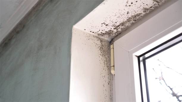 Best Real Estate Mold Inspection  in Pomona, CA